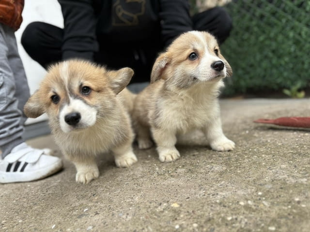 Кралска порода Уелско Корги Пембрук Welsh Korgi Pambrook, 2 Months, Vaccinated - Yes - city of Sofia | Dogs - снимка 7