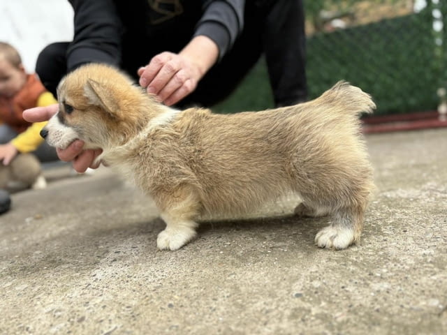 Кралска порода Уелско Корги Пембрук Welsh Korgi Pambrook, 2 Months, Vaccinated - Yes - city of Sofia | Dogs - снимка 8