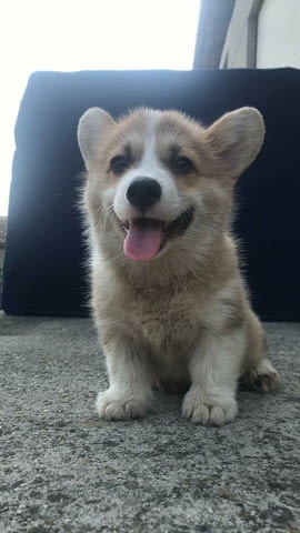 Кралска порода Уелско Корги Пембрук Welsh Korgi Pambrook, 2 Months, Vaccinated - Yes - city of Sofia | Dogs - снимка 9