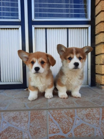 Кралска порода Уелско Корги Пембрук Welsh Korgi Pambrook, 2 Months, Vaccinated - Yes - city of Sofia | Dogs - снимка 10