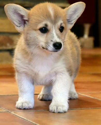 Кралска порода Уелско Корги Пембрук Welsh Korgi Pambrook, 2 Months, Vaccinated - Yes - city of Sofia | Dogs - снимка 11