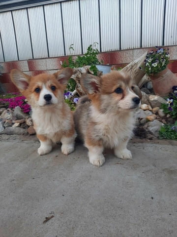 Кралска порода Уелско Корги Пембрук Welsh Korgi Pambrook, 2 Months, Vaccinated - Yes - city of Sofia | Dogs - снимка 12