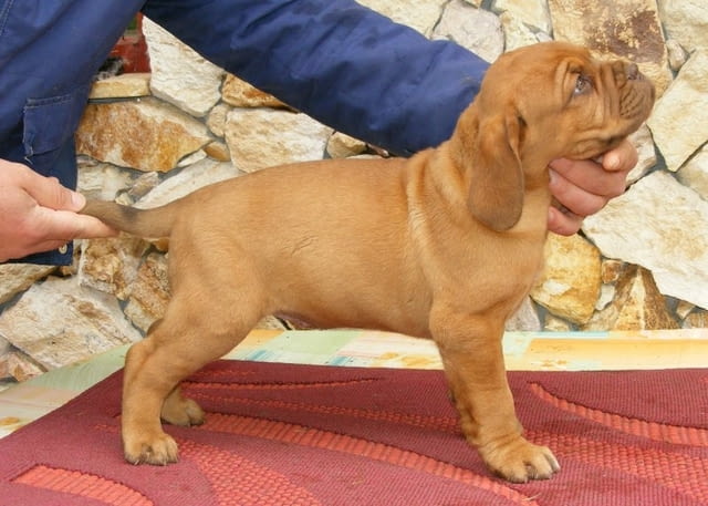 Дог от Бордо Dog of Bordo, 2 Months, Vaccinated - Yes - city of Sofia | Dogs - снимка 1