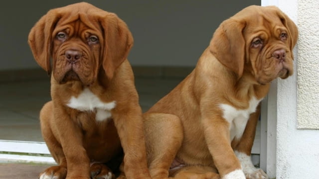 Дог от Бордо Dog of Bordo, 2 Months, Vaccinated - Yes - city of Sofia | Dogs - снимка 4