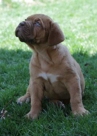 Дог от Бордо Dog of Bordo, 2 Months, Vaccinated - Yes - city of Sofia | Dogs - снимка 6