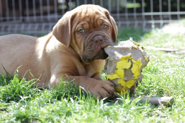 Дог от Бордо Dog of Bordo, 2 Months, Vaccinated - Yes - city of Sofia | Dogs - снимка 7