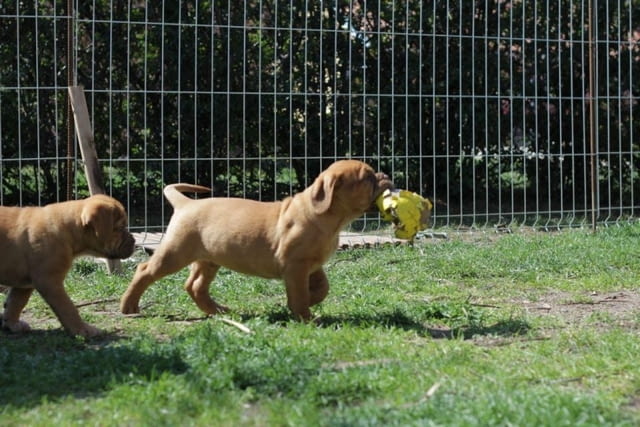 Дог от Бордо Dog of Bordo, 2 Months, Vaccinated - Yes - city of Sofia | Dogs - снимка 8