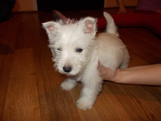 Уестхайленд уайт териери Welsh Terrier, 2 Months, Vaccinated - Yes - city of Sofia | Dogs - снимка 1