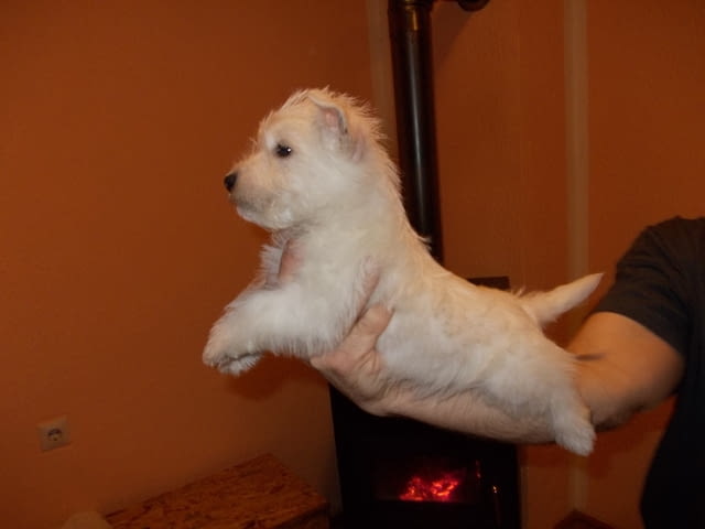 Уестхайленд уайт териери Welsh Terrier, 2 Months, Vaccinated - Yes - city of Sofia | Dogs - снимка 2