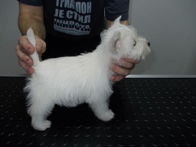 Уестхайленд уайт териери Welsh Terrier, 2 Months, Vaccinated - Yes - city of Sofia | Dogs - снимка 3