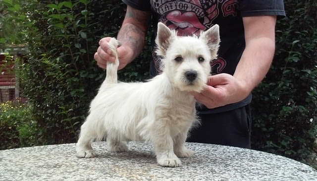 Уестхайленд уайт териери Welsh Terrier, 2 Months, Vaccinated - Yes - city of Sofia | Dogs - снимка 4