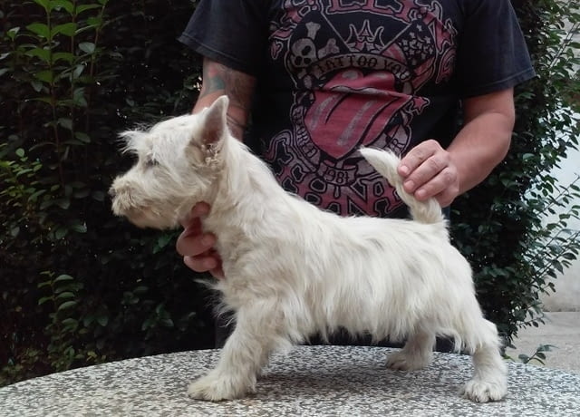 Уестхайленд уайт териери Welsh Terrier, 2 Months, Vaccinated - Yes - city of Sofia | Dogs - снимка 5