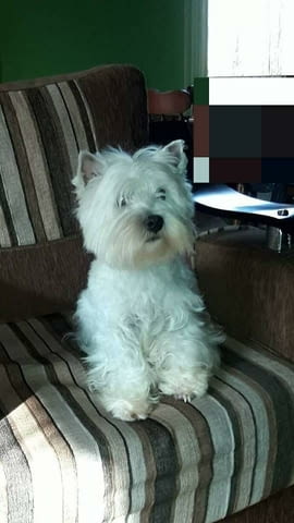 Уестхайленд уайт териери Welsh Terrier, 2 Months, Vaccinated - Yes - city of Sofia | Dogs - снимка 6