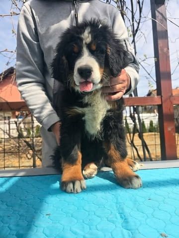 Кученца от породата Бернско планинско куче Бернско пастирско куче, 3 месеца, Ваксинирано - Да - град Извън България | Кучета - снимка 1
