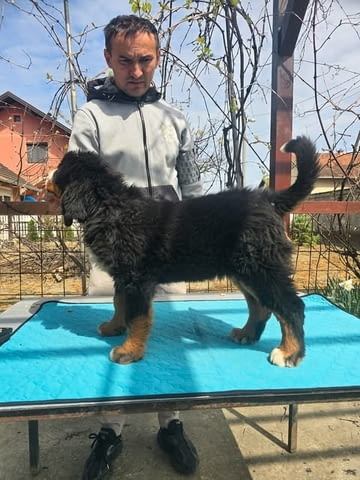 Кученца от породата Бернско планинско куче Бернско пастирско куче, 3 месеца, Ваксинирано - Да - град Извън България | Кучета - снимка 4