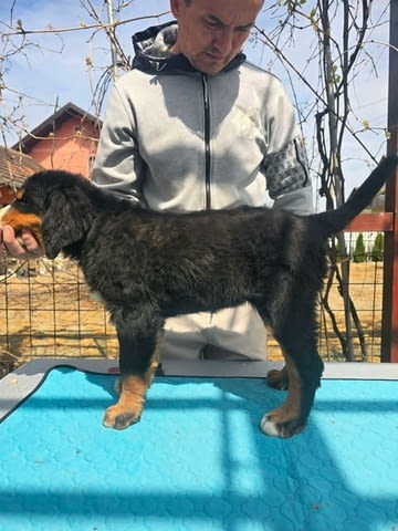 Кученца от породата Бернско планинско куче Бернско пастирско куче, 3 месеца, Ваксинирано - Да - град Извън България | Кучета - снимка 6
