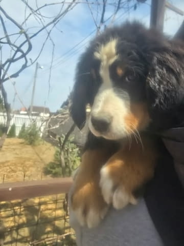Кученца от породата Бернско планинско куче Бернско пастирско куче, 3 месеца, Ваксинирано - Да - град Извън България | Кучета - снимка 8