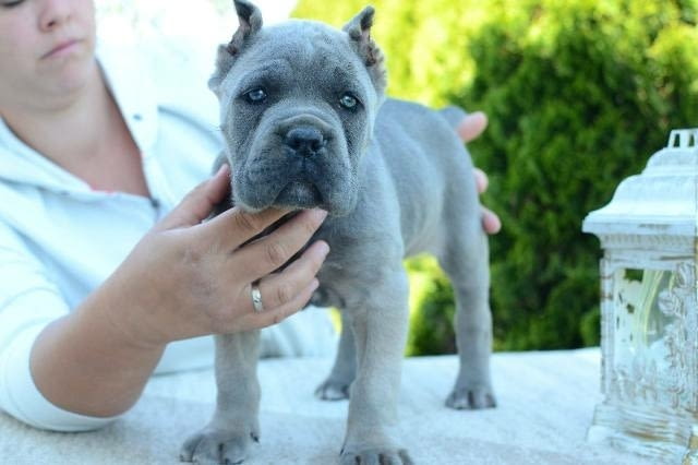 Кане Корсо, женско и мъжко Kanekorso, Vaccinated - Yes - city of Sofia | Dogs - снимка 7