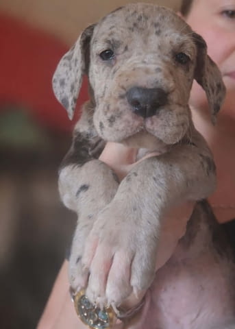 Немски дог – прекрасни кученца German Dog, Vaccinated - Yes, Dewormed - Yes - city of Izvun Bulgaria | Dogs - снимка 1