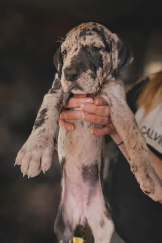 Немски дог – прекрасни кученца German Dog, Vaccinated - Yes, Dewormed - Yes - city of Izvun Bulgaria | Dogs - снимка 2