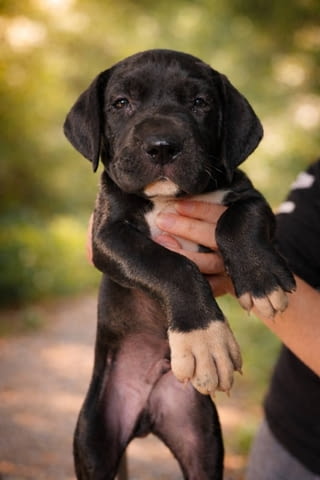 Немски дог – прекрасни кученца German Dog, Vaccinated - Yes, Dewormed - Yes - city of Izvun Bulgaria | Dogs - снимка 3