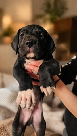 Немски дог – прекрасни кученца German Dog, Vaccinated - Yes, Dewormed - Yes - city of Izvun Bulgaria | Dogs - снимка 5
