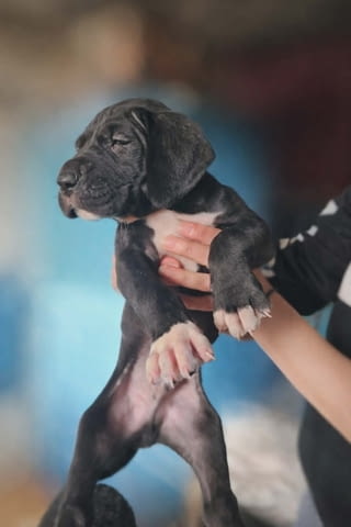 Немски дог – прекрасни кученца German Dog, Vaccinated - Yes, Dewormed - Yes - city of Izvun Bulgaria | Dogs - снимка 6