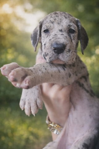 Немски дог – прекрасни кученца German Dog, Vaccinated - Yes, Dewormed - Yes - city of Izvun Bulgaria | Dogs - снимка 8