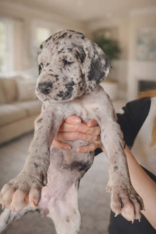 Немски дог – прекрасни кученца German Dog, Vaccinated - Yes, Dewormed - Yes - city of Izvun Bulgaria | Dogs - снимка 10