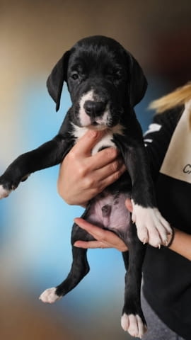 Немски дог – прекрасни кученца German Dog, Vaccinated - Yes, Dewormed - Yes - city of Izvun Bulgaria | Dogs - снимка 12