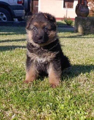 Немска овчарка кученца German Shepherd, Vaccinated - Yes, Dewormed - Yes - city of Izvun Bulgaria | Dogs - снимка 1