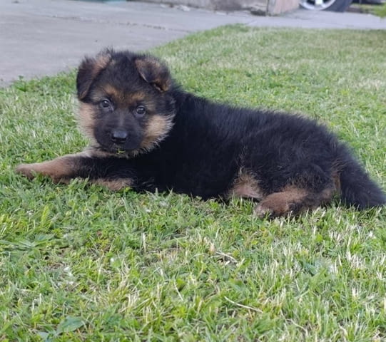 Немска овчарка кученца German Shepherd, Vaccinated - Yes, Dewormed - Yes - city of Izvun Bulgaria | Dogs - снимка 2