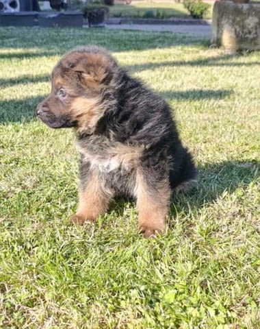 Немска овчарка кученца German Shepherd, Vaccinated - Yes, Dewormed - Yes - city of Izvun Bulgaria | Dogs - снимка 3