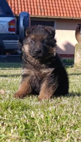 Немска овчарка кученца German Shepherd, Vaccinated - Yes, Dewormed - Yes - city of Izvun Bulgaria | Dogs - снимка 4