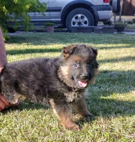 Немска овчарка кученца German Shepherd, Vaccinated - Yes, Dewormed - Yes - city of Izvun Bulgaria | Dogs - снимка 5