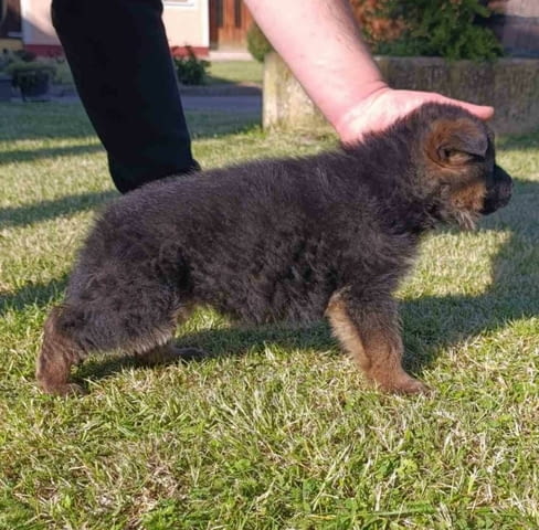 Немска овчарка кученца German Shepherd, Vaccinated - Yes, Dewormed - Yes - city of Izvun Bulgaria | Dogs - снимка 6