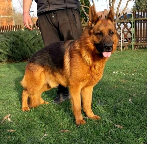 Немска овчарка кученца German Shepherd, Vaccinated - Yes, Dewormed - Yes - city of Izvun Bulgaria | Dogs - снимка 7