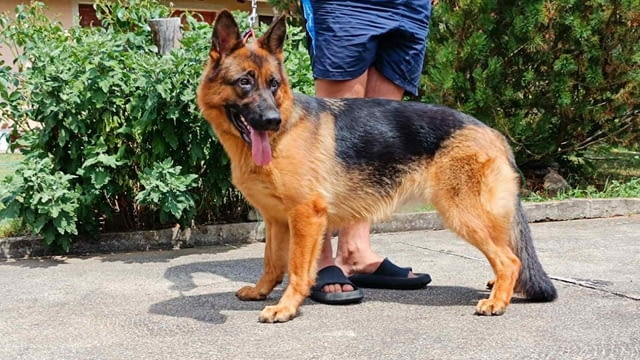 Немска овчарка кученца German Shepherd, Vaccinated - Yes, Dewormed - Yes - city of Izvun Bulgaria | Dogs - снимка 8