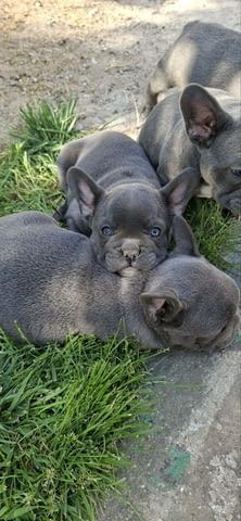 Френски булдог кученца sky blue French Bulldog, Vaccinated - Yes, Dewormed - Yes - city of Izvun Bulgaria | Dogs - снимка 1