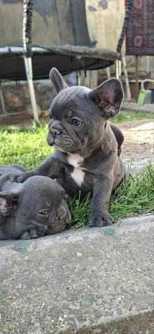 Френски булдог кученца sky blue French Bulldog, Vaccinated - Yes, Dewormed - Yes - city of Izvun Bulgaria | Dogs - снимка 2