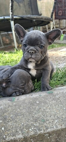 Френски булдог кученца sky blue French Bulldog, Vaccinated - Yes, Dewormed - Yes - city of Izvun Bulgaria | Dogs - снимка 3