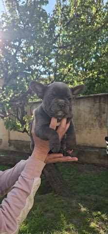 Френски булдог кученца sky blue French Bulldog, Vaccinated - Yes, Dewormed - Yes - city of Izvun Bulgaria | Dogs - снимка 4