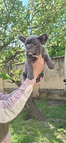 Френски булдог кученца sky blue French Bulldog, Vaccinated - Yes, Dewormed - Yes - city of Izvun Bulgaria | Dogs - снимка 5