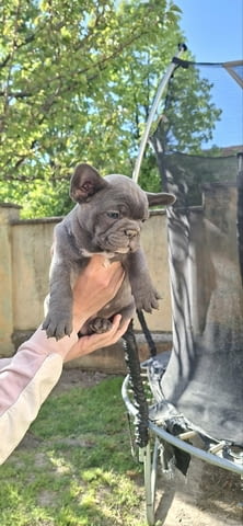 Френски булдог кученца sky blue French Bulldog, Vaccinated - Yes, Dewormed - Yes - city of Izvun Bulgaria | Dogs - снимка 6
