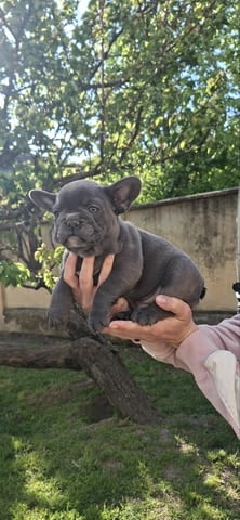 Френски булдог кученца sky blue French Bulldog, Vaccinated - Yes, Dewormed - Yes - city of Izvun Bulgaria | Dogs - снимка 7