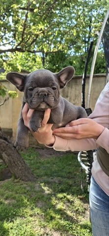 Френски булдог кученца sky blue French Bulldog, Vaccinated - Yes, Dewormed - Yes - city of Izvun Bulgaria | Dogs - снимка 8