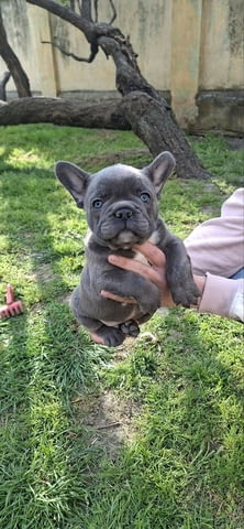Френски булдог кученца sky blue French Bulldog, Vaccinated - Yes, Dewormed - Yes - city of Izvun Bulgaria | Dogs - снимка 9