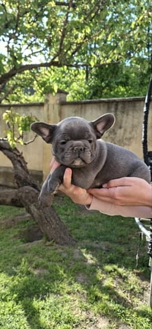 Френски булдог кученца sky blue French Bulldog, Vaccinated - Yes, Dewormed - Yes - city of Izvun Bulgaria | Dogs - снимка 10