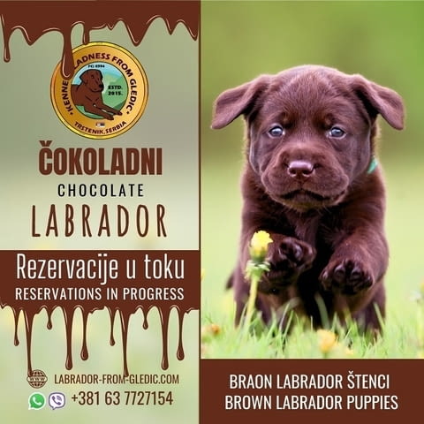 Кученца кафяв лабрадор Labrador Retriever, 2 Months, Vaccinated - Yes - city of Izvun Bulgaria | Dogs - снимка 1