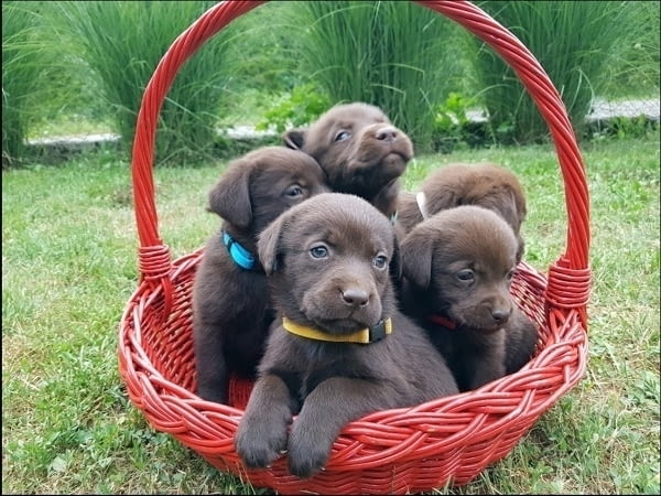 Кученца кафяв лабрадор Labrador Retriever, 2 Months, Vaccinated - Yes - city of Izvun Bulgaria | Dogs - снимка 2